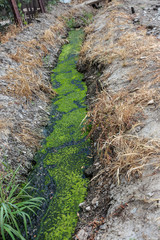 Dirty sewage along with sewage in an open ditch along the street. Dirty drainage, an open sewer collector here with toxic algae. Ecological problem. Dirty sewage with duckweed and algae. Sewage pipe