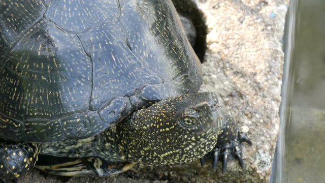 Large black turtle sits in a park near an artificial pond
