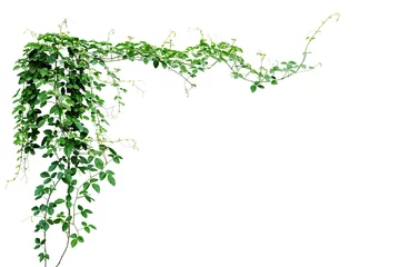 Poster Bush druif of driebladige wilde wijnstok cayratia (Cayratia trifolia) liaan klimop plant bush, natuur jungle framerand geïsoleerd op een witte achtergrond, uitknippad opgenomen. © Chansom Pantip