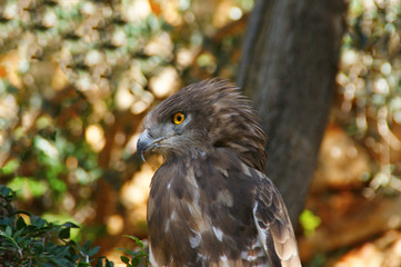 owl sitting on a branch