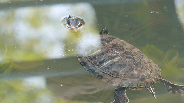 Red-bellied turtle swim in pond with other turtles