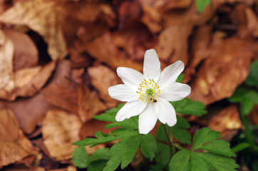 Fleur sauvage de couleur blanche en montagne