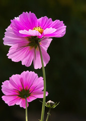 Violin blossoms of a Mexican aster - Cosmos bipinnatus