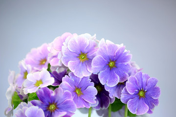 プリムラ　ジュリアン　オブコニカ　紫の花　冬の花
