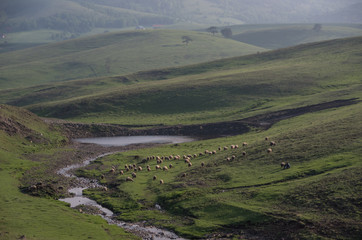 Fototapeta na wymiar Spring landscape in sunset with sheeps and meadow. Zlatibor mountain area, Serbia