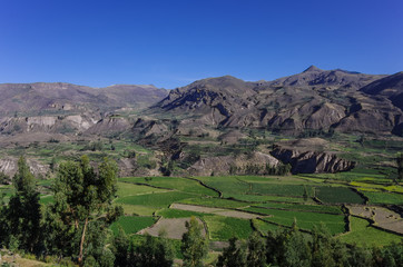 Fototapeta na wymiar Colca Canyon panorama, Peru , South America. Incas to build Farming terraces.
