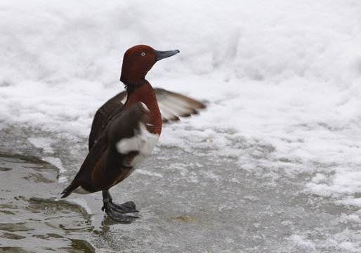 View of a brown ferruginous duck fluttering on the bank of a frosted pond