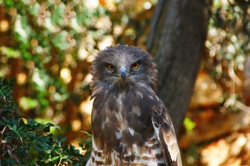 owl sitting on a branch