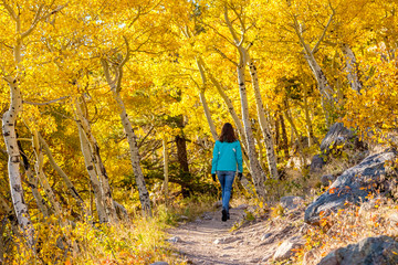 Tourist in aspen grove at autumn