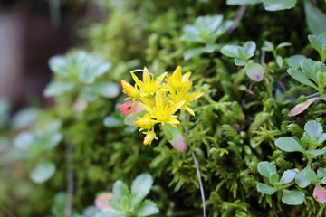 Blume im Gebirge