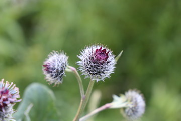 Blume im Gebirge