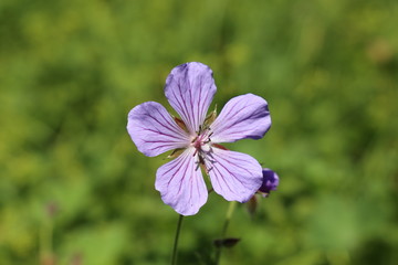 Blume im Gebirge