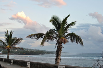 Fototapeta na wymiar Palm tree moved by the wind. Waterfornt. Sunset in Reunion Island.