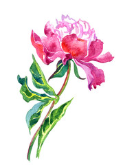 One pink peony, watercolor drawing on a white background, isolated with clipping path.