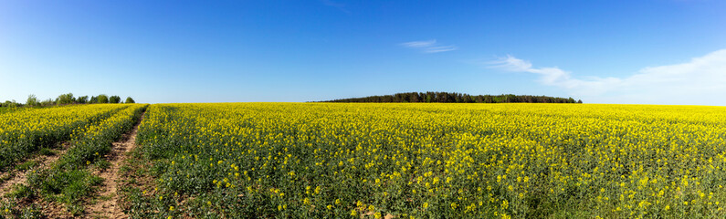 Fototapeta premium A field filled with rape flowers with a blue sky in the background