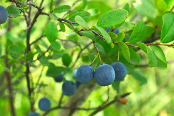 Blueberries on the bush. Blueberries (lat. Vaccínium uliginósum) - a kind of deciduous shrubs of the genus Vaccinium of the Heather family. Blue ripe berries on a green bush. Macro. Closeup.