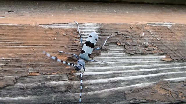 Rosalia longicorn (Rosalia alpina),Alpine longhorn beetle