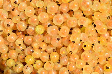 Background of white currant berries. White currant (lat. Ribes rubrum 