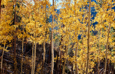 Aspen grove at autumn in Rocky Mountains