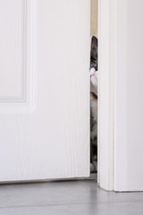 British short hair cat hidden under the door