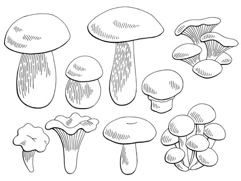 Mushrooms set graphic black white isolated sketch illustration vector