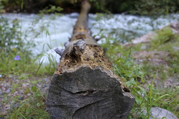 Baum und Fluss