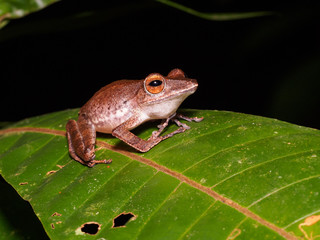 Collett’s Tree Frog (Polypedates colletti) in Bako national park, Borneo, Malaysia