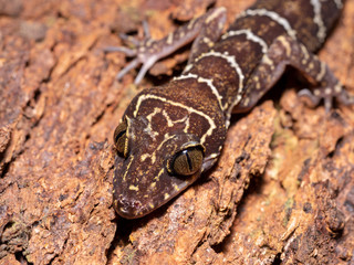 Peter's forest gecko (Cyrtodactylus consobrinus) in Bako national park, Borneo, Malaysia
