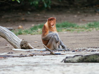 Proboscis monkey (Nasalis larvatus) in Bako National Park, Sarawak, Borneo, Malaysia