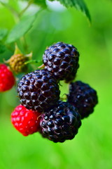 Blackberries on the bush. Blackberry is a subgenus of the genus Rubus of the family Rosaceae.
