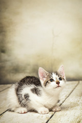 gesunde Katze