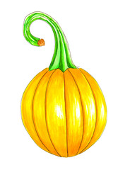 a pumpkin isolated on white hand drawn illustration