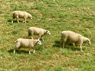 Naklejka premium Schafe auf dem Deich in Ostfriesland