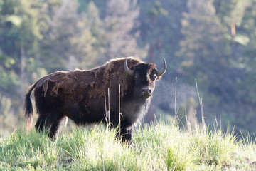 Bisonte, bufalo selvaggio nel parco Nazionale di Yellowstone