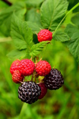 Blackberries on the bush. Blackberry is a subgenus of the genus Rubus of the family Rosaceae. Macro. Closeup.