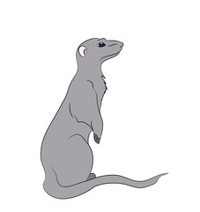 mericata sits, vector
