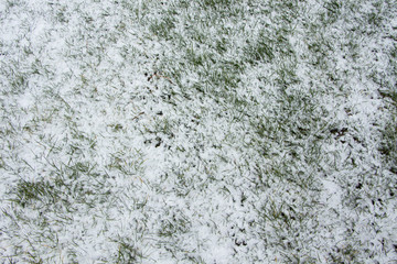 Winter background with grass and snow. Green grass covered with snow. Beautiful background. Isolated place for text.