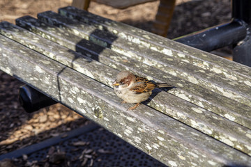 Sparrow on branch, Passer domesticus