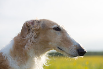 Profile Portrait of russian borzoi dog on a green and yellow field background.