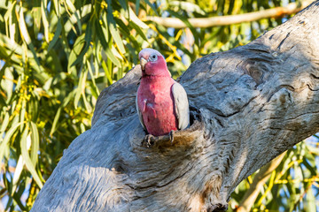 Male Galah in nesting hollow