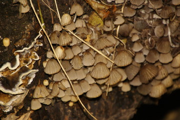 Gesäter Tintling an Baumwuzelballen 05670.