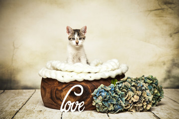 Love Cat