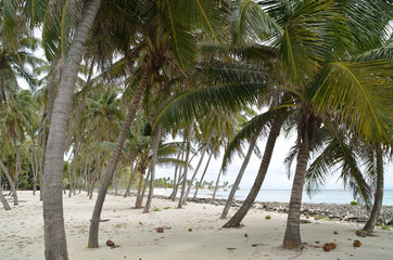 Palm trees in tropic caribbean coast