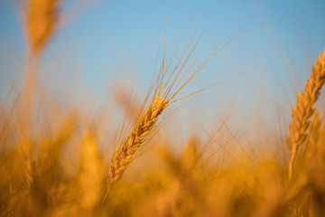 closeup summer wheat field, rural scene
