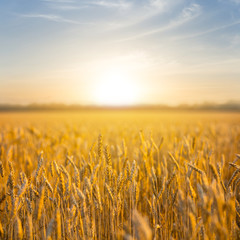 Naklejka premium summer wheat field at the sunset, countryside scene