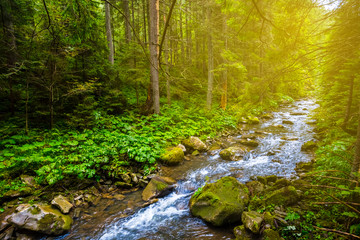 river rushing through the fir forest