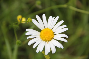 Obraz premium Chamomile, summer and good mood