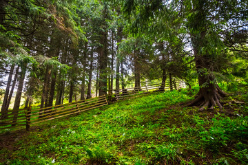 small farm wooden fence in a forest