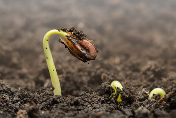 Grepe seeds growth