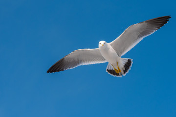 White dove flying on a blue sky background and clipping path.